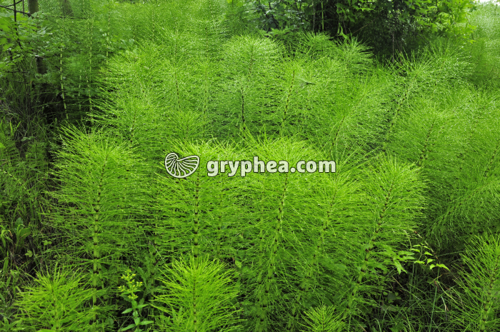 Grande Prêle - tiges stériles chlorophylliennes (Equisetum telmateia) - gryphea.com